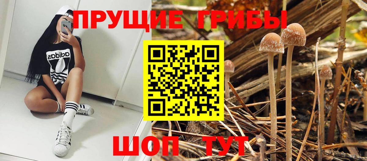Галлюциногенные грибы Psilocybine cubensis Минусинск